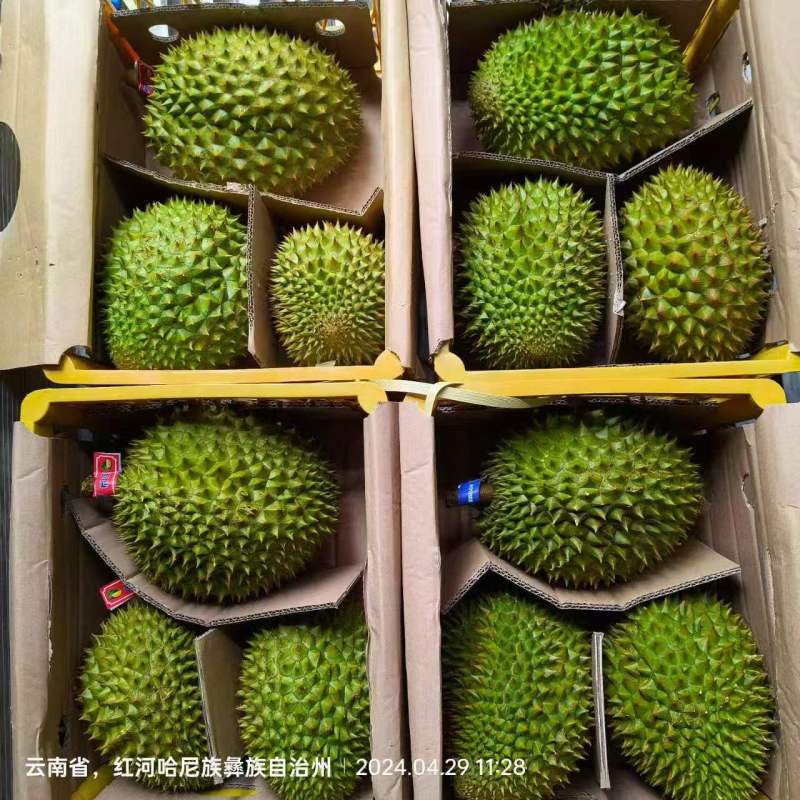 榴莲金枕榴莲基地供应量大质优价格优惠一手货源