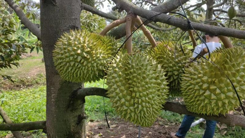 榴莲金枕榴莲基地供应量大质优价格优惠一手货源