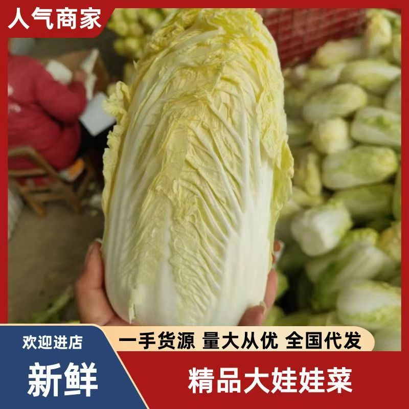 【精品大娃娃菜】大娃娃菜精品包装，大量供应欢迎咨询