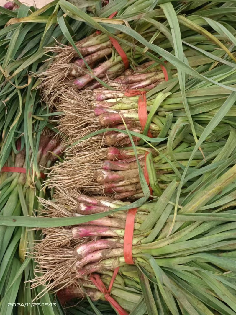 蒜苗红根蒜苗基地供应量大质优价格优惠一手货源欢迎采购