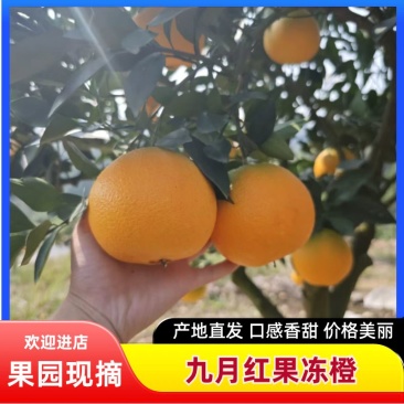 湖北正宗九月红脐橙九月红果冻橙皮薄多汁量大从优