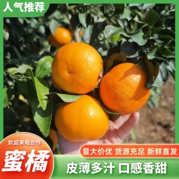蜜橘湖北蜜桔皮薄多汁物美价廉对接市场电商商超