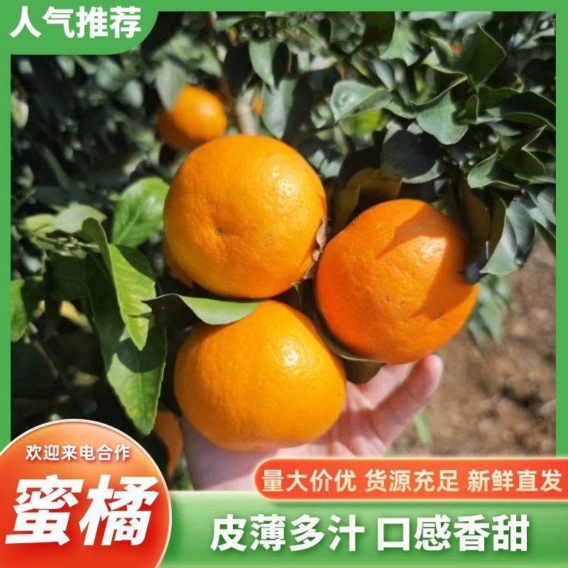 蜜橘湖北蜜桔皮薄多汁物美价廉对接市场电商商超