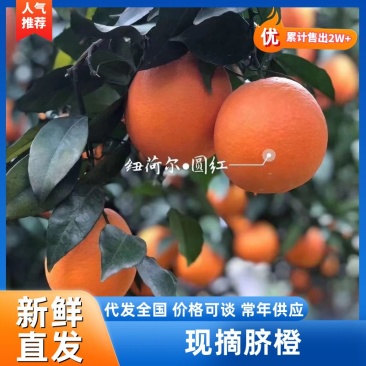 脐橙湖北圆红脐橙65~70mm基地直发对接市场电商