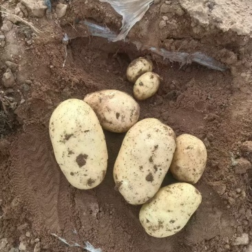 【沃土5号土豆】内蒙古基地直供质量保证货源充足全国发货