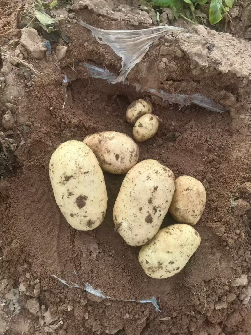 【沃土5号土豆】内蒙古基地直供质量保证货源充足全国发货
