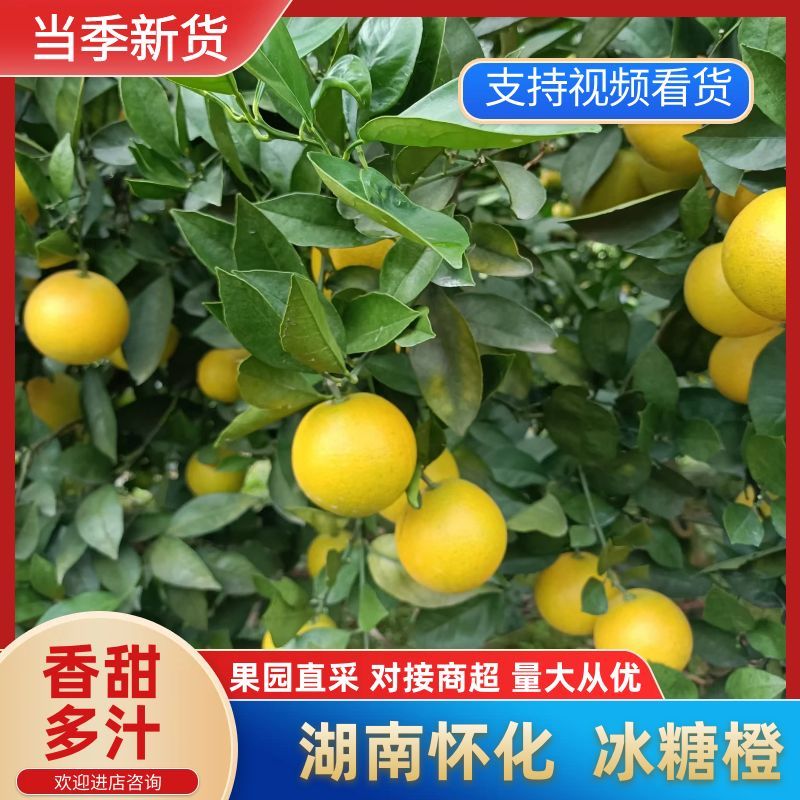 〈推荐〉冰糖橙湖南怀化货源充足产地直发全国发货