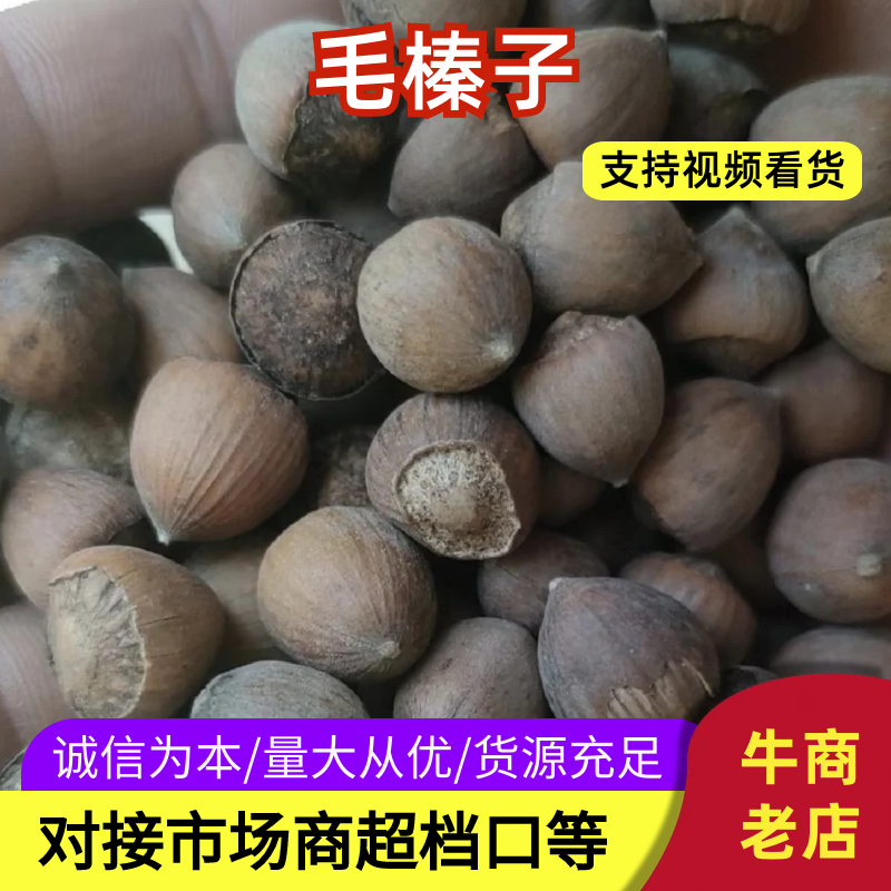 毛榛子生熟六个满仁打底