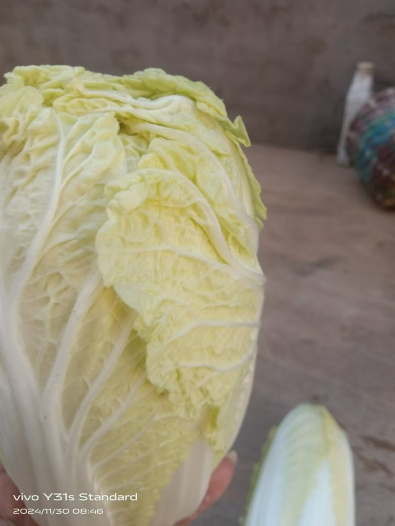 白菜娃娃菜基地直发品质保障价格实惠欢迎选购