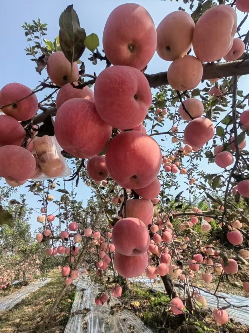 红富士苹果产地陕西按需包装大量上市个头美欢迎
