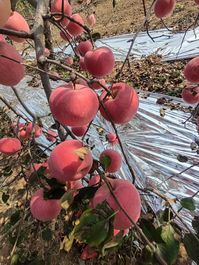 红富士苹果产地陕西按需包装大量上市个头美欢迎