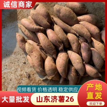 山东济薯26基地直发视频看货，全国发货，来电联系