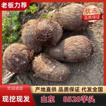 山东芋头基地直发，视频看货全国发货对接商超市场电商