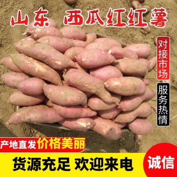 山东一诺千金红薯购销，品种齐全货量充足，对接全国商超市场