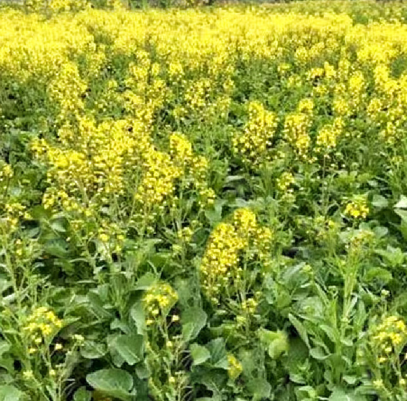 纯正菜籽油新疆特产物理压榨食用油炒菜家用大桶油包邮批发