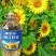 葵花籽油新疆特产炒菜家用瓜子油物理压榨食用油