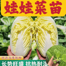 娃娃菜苗金娃娃菜苗/大娃娃菜苗基地现挖现发量大从优