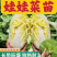 娃娃菜苗金娃娃菜苗/大娃娃菜苗基地现挖现发量大从优
