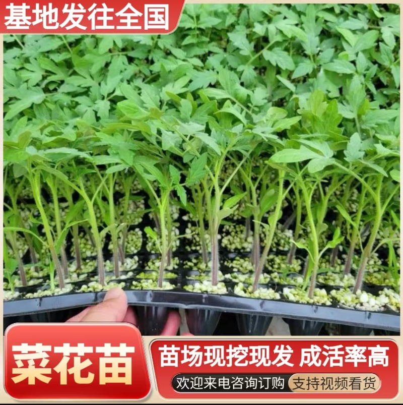 松花菜苗/菜花苗/苗场现挖现发/包成活率/耐寒抗病高产