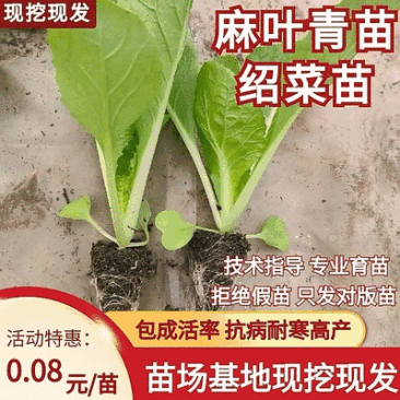 绍菜苗/麻叶青白菜苗/基地现挖现发/保成活率量大从优