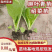 绍菜苗/麻叶青白菜苗/基地现挖现发/保成活率量大从优