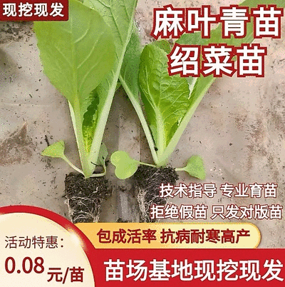 绍菜苗/麻叶青白菜苗/基地现挖现发/保成活率量大从优