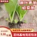绍菜苗/麻叶青白菜苗/基地现挖现发/保成活率量大从优