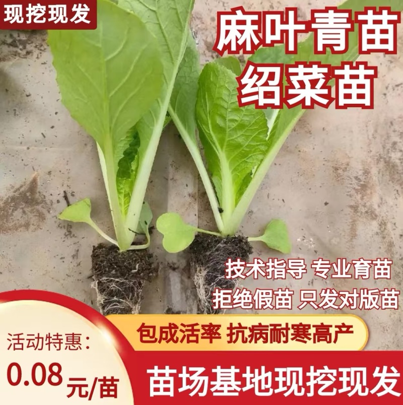 绍菜苗/麻叶青白菜苗/基地现挖现发/保成活率量大从优