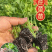 西芹苗/芹菜苗/基地现挖/包成活率/根系发达量大有优惠