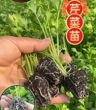 西芹苗/芹菜苗/基地现挖/包成活率/根系发达量大有优惠