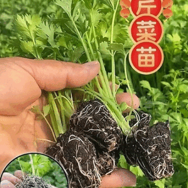 西芹苗/芹菜苗/基地现挖/包成活率/根系发达量大有优惠