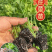 西芹苗/芹菜苗/基地现挖/包成活率/根系发达量大有优惠
