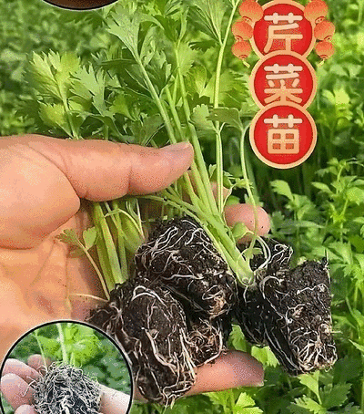 西芹苗/芹菜苗/基地现挖/包成活率/根系发达量大有优惠
