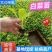云南白菜苗/品种齐全/成活率高/苗场现挖/好养耐活抗病