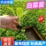 云南白菜苗/品种齐全/成活率高/苗场现挖/好养耐活抗病
