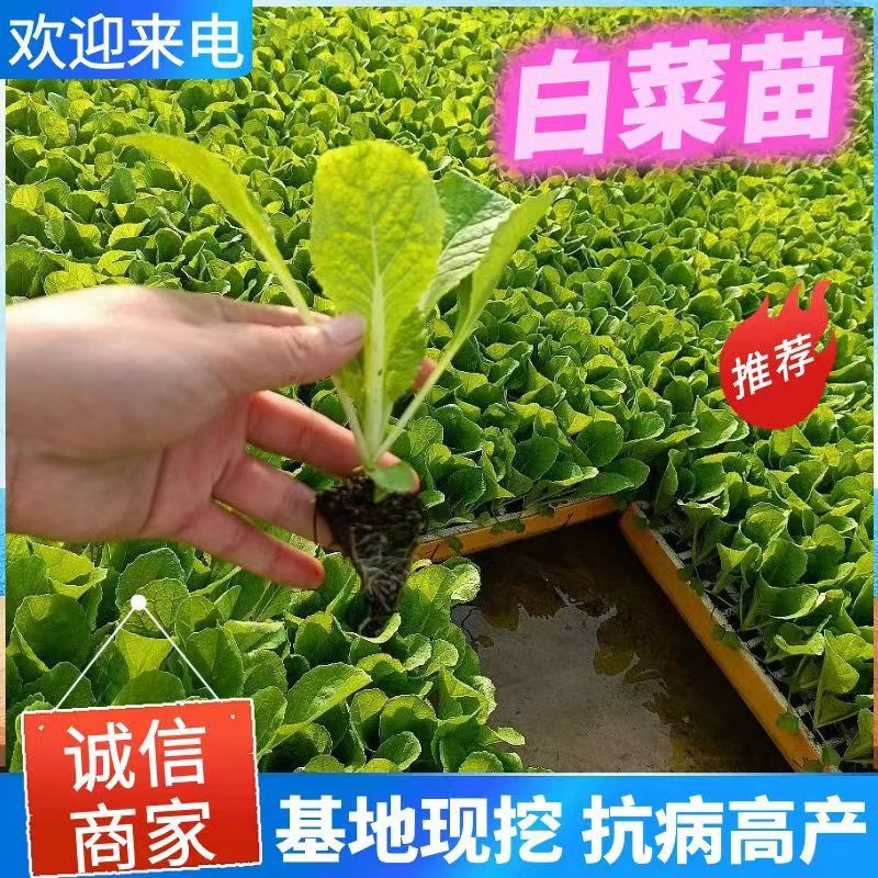 云南白菜苗/品种齐全/成活率高/苗场现挖/好养耐活抗病
