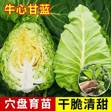 牛心甘蓝苗/云南甘蓝苗/基地现挖现发/耐热耐寒高产