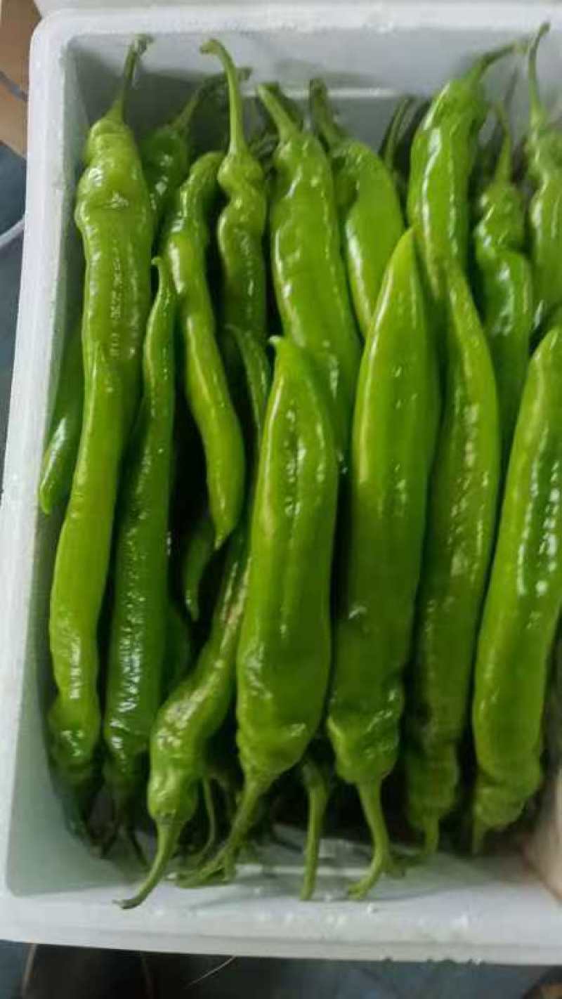 【推荐】山东精品尖椒对接各大商超产地直发品种齐发