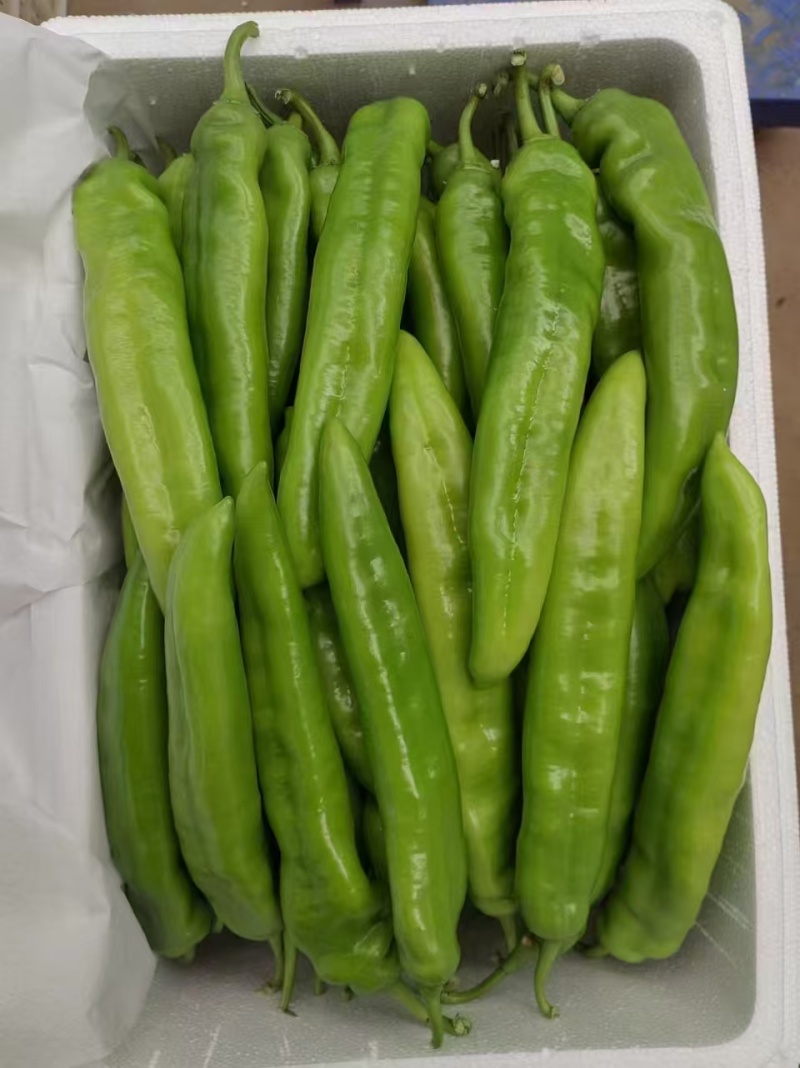 【推荐】山东精品尖椒对接各大商超产地直发品种齐发