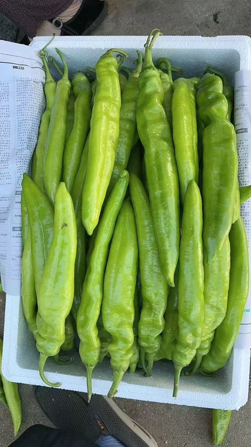 【推荐】山东精品尖椒对接各大商超产地直发品种齐发