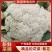 花菜，菜花，有机花，松花，散花，量大从优，欢迎咨询采购