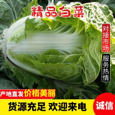 大头白菜狮子头鸡腿白菜秦白冷库白菜新乡小包
