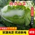 大头白菜狮子头鸡腿白菜秦白冷库白菜新乡小包