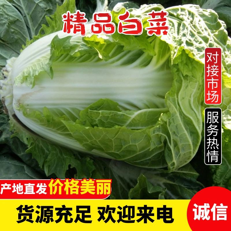 大头白菜狮子头鸡腿白菜秦白冷库白菜新乡小包