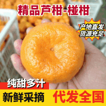 碰柑，芦柑个大皮薄，口感甜水分充足果面干净。