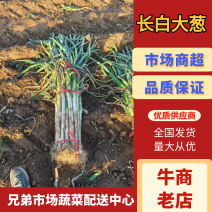 【大葱】长白大葱河北大葱河北长白大葱来电详谈