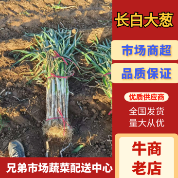 精品长白大葱河北大葱质量保证提供一条龙服务