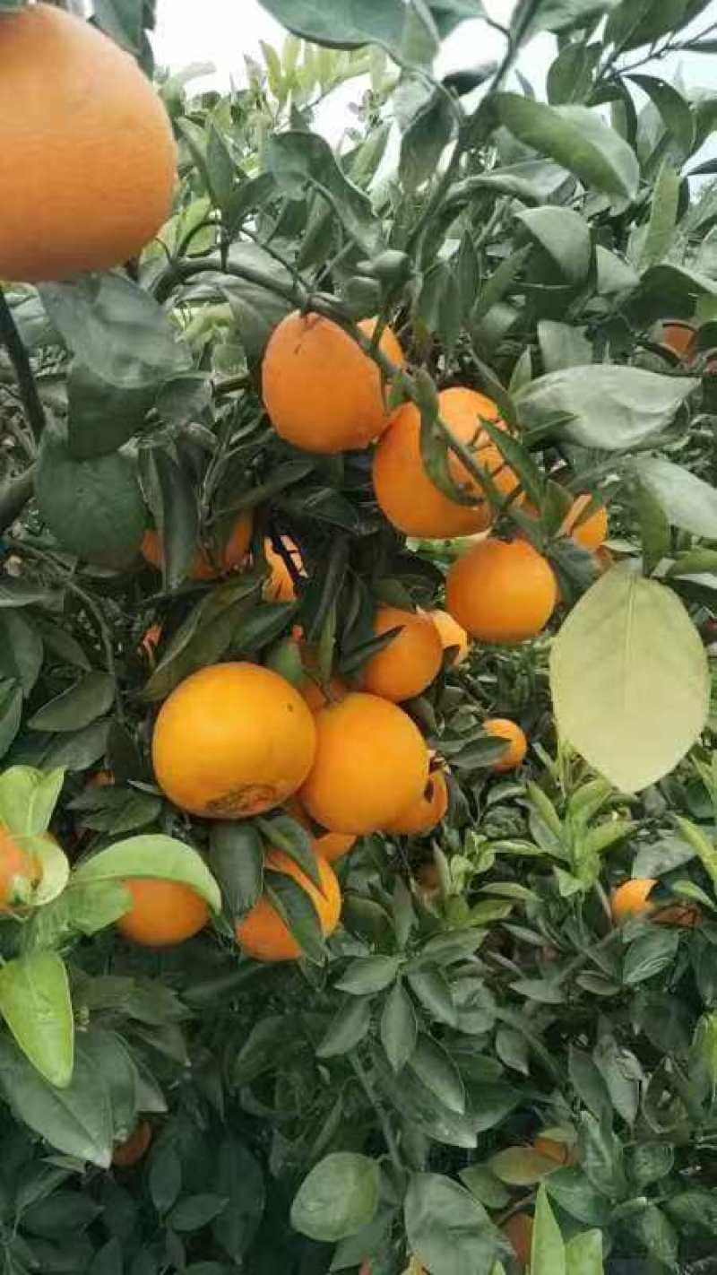 湖北脐橙精品橙子产地直发一手货源电商市场商超货源