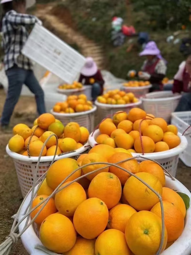 纽荷尔脐橙大量上市汁水充足甜度高整车批发全国发货新鲜供应