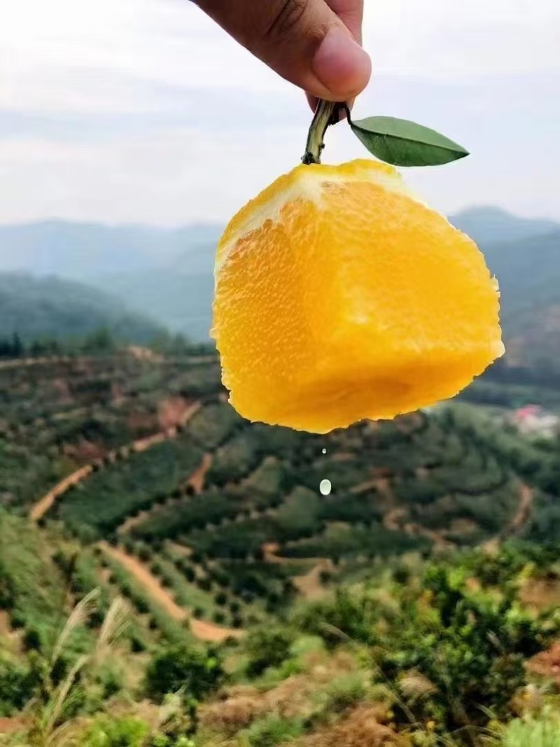 纽荷尔脐橙大量上市汁水充足甜度高整车批发全国发货新鲜供应